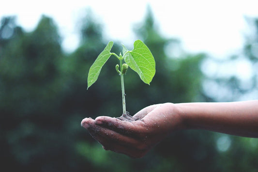 Sustainable Practices in Luxury Perfumery: Eco-Friendly Innovations and Ethical Sourcing